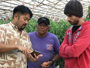 Smart Yield CEO Vincent Kimura shows an app to Kawamata Farms' David Oshiro and Rafhael Esposito de Lima.