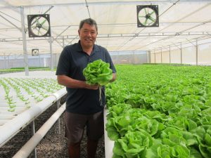 Mari's Garden owner Fred Lau in one of his greenhouses holding greens. 