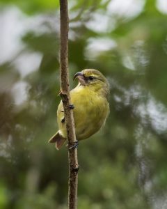 Kiwikiu, or Maui Parrotbill, will be translocated in October 2019 to establish a population in the newly restored forest in the State’s Nakula Natural Area Reserve. Photo by Zach Pezzillo (MFBRP).