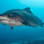 The governor signed bills to protect marine resources, including protection of sharks (with some exemptions).