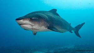 The governor signed bills to protect marine resources, including protection of sharks (with some exemptions).