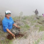 Restoring native trees is a priority.