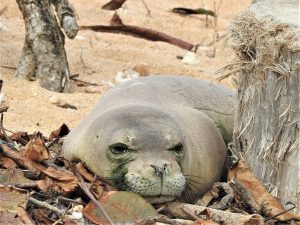 Hawaiian monk seals continue to need protection.