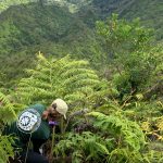 Native forest can prevent floods.