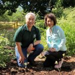 Governor and Mrs. Ige at Diamond Head, planting rare red ‘ilima.