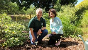 Governor and Mrs. Ige at Diamond Head, planting rare red ‘ilima.