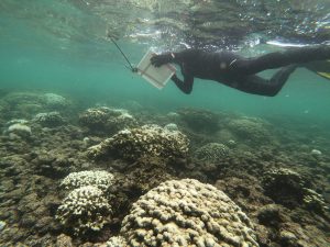 Coral bleaching: a sign of global warming.